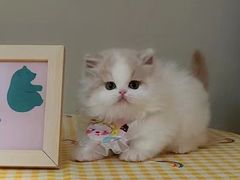 -欣宠猫屋·矮脚拿破仑·蓝金金渐层