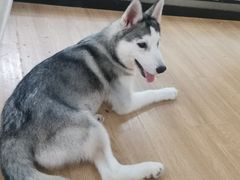 -Husky Go! 哈士奇体验馆·宠物咖啡厅狗咖