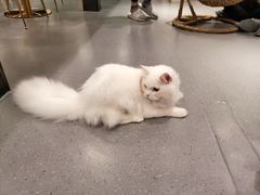-飞行喵MR PILOT|猫舍·猫咖(静安大融城店)