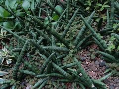 -正佳雨林生态植物园