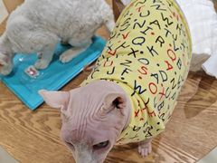 -藏猫猫咖啡主题馆(中央大道店)