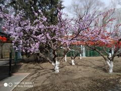 -朝阳公园