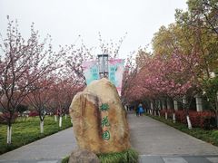 -高东镇樱花园
