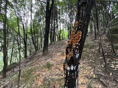 -南山植物园
