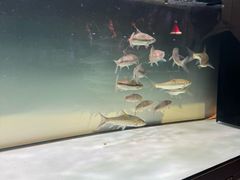 -青石桥花鸟鱼虫市场(叠翠城店)