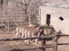 -青藏高原野生动物园
