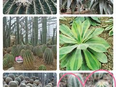 -南山植物园