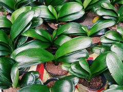 -秦美花卉(天朗·莱茵小城2期店)