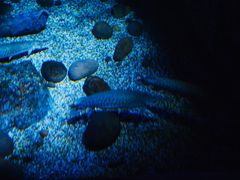 -暹罗海洋世界
