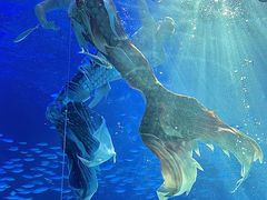 -海合安青岛极地海洋公园