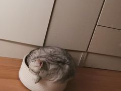 -纳吉亚猫专科动物诊疗中心(蒋宅口分院)