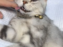 -申普宠物医院·眼科·心内科·影像科(普陀分院)