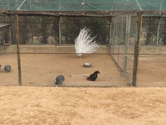 -秦皇岛野生动物园