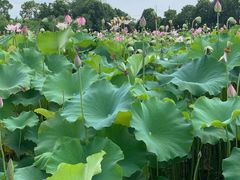 -武汉紫薇都市田园