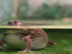 -上海大自然野生昆虫馆(东方明珠·爬宠昆虫探索中心)