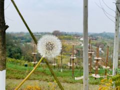 -黄龙溪欢乐田园