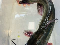 -一味一诚•鲜嫩烤鱼(昌平悦荟店)