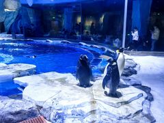 -上海海昌海洋公园