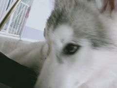 -Husky Go! 哈士奇体验馆·宠物咖啡厅狗咖