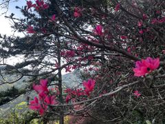 -木兰云雾山
