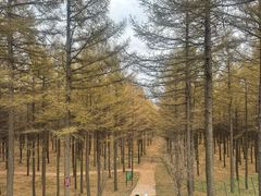 -塞罕坝国家级自然保护区