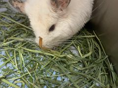 -爱侣宠医·鹦鹉专科·小型哺乳类·异宠专科(灵石路店)