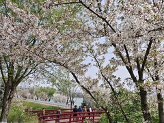 -羊山湖公园