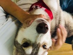 -Husky Go! 哈士奇体验馆·宠物咖啡厅狗咖