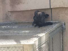 -合肥野生动物园