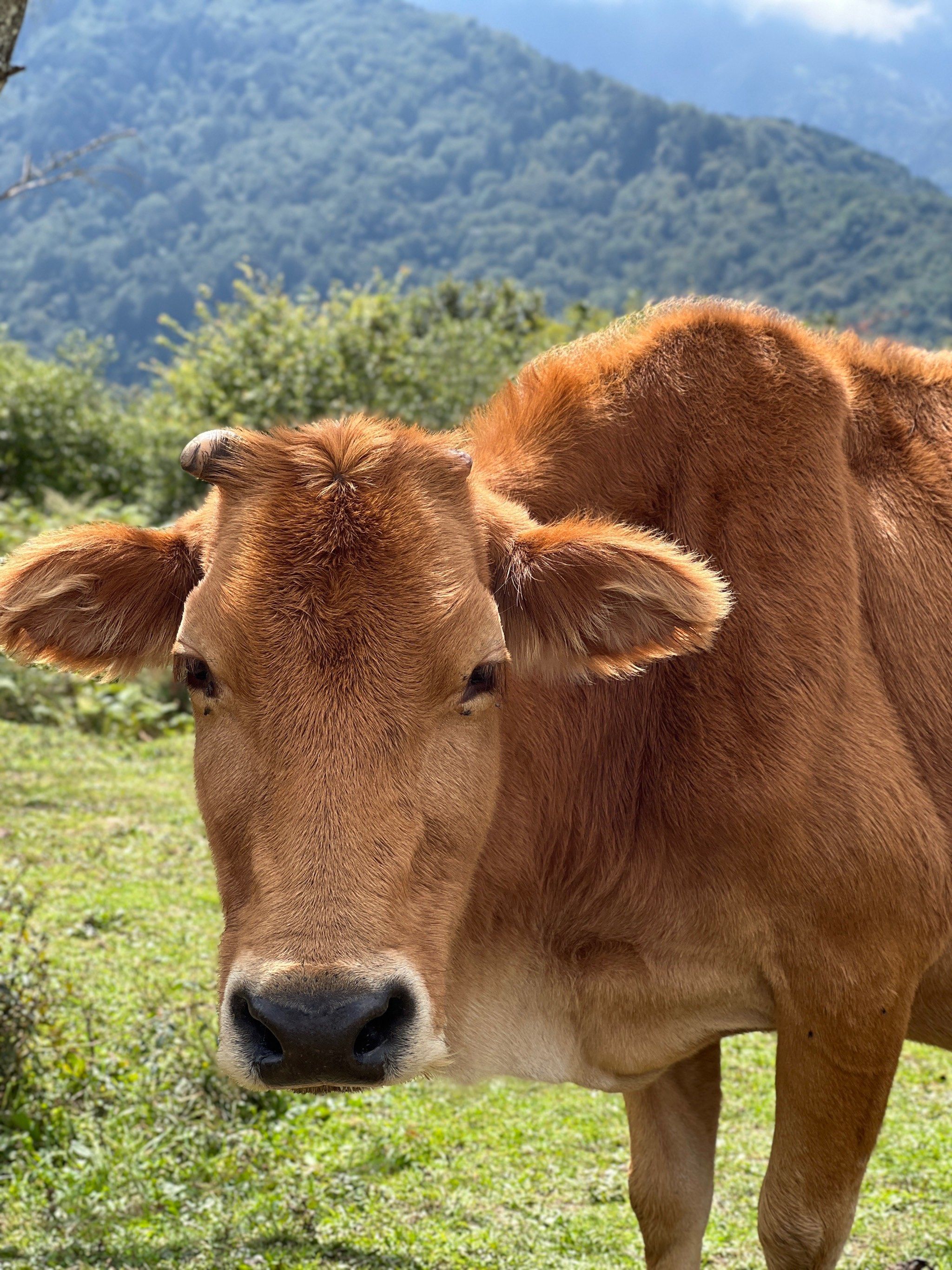 秋天徒步去草甸丨可爱牛牛等你来