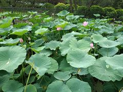 -莲花池公园