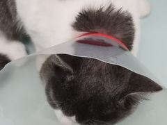 -宠福鑫康馨动物医院·骨科·眼科