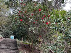 -白云山风景名胜区