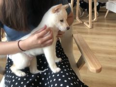 -柴犬小屋·柴餐厅·狗咖食堂(金鼎广场店)