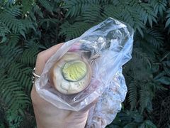 -金盆阿嬷香菇茶叶蛋(玄光店)