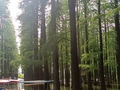 -渌洋湖湿地公园