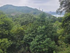 -深圳仙湖植物园