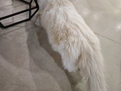 -藏猫猫咖啡主题馆(中央大道店)