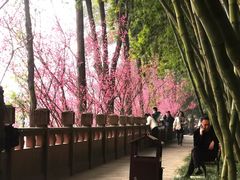 -望江楼公园