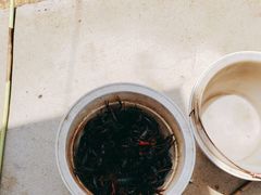 -同銮特种养殖场·龙虾垂钓