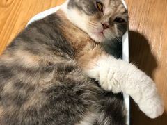 -藦茜花园宠物主题亲子互动体验馆(国顺东路店)