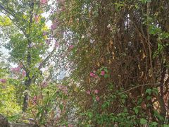 -深圳国际园林花卉博览园