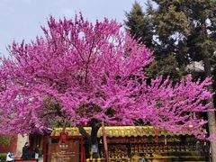 -西安市广仁寺