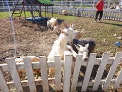 -前小桔亲子创意农场·草莓采摘·露营烧烤