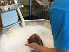 -PETKIT小佩宠物(古北店)
