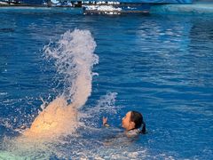 -海合安成都极地海洋公园