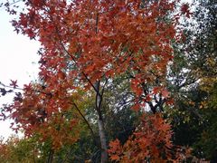 -北京西山国家森林公园