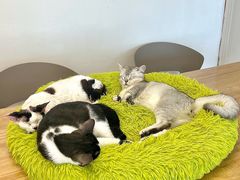 -有喵·猫咖·狗咖·30几只猫10只小狗(岗厦店)