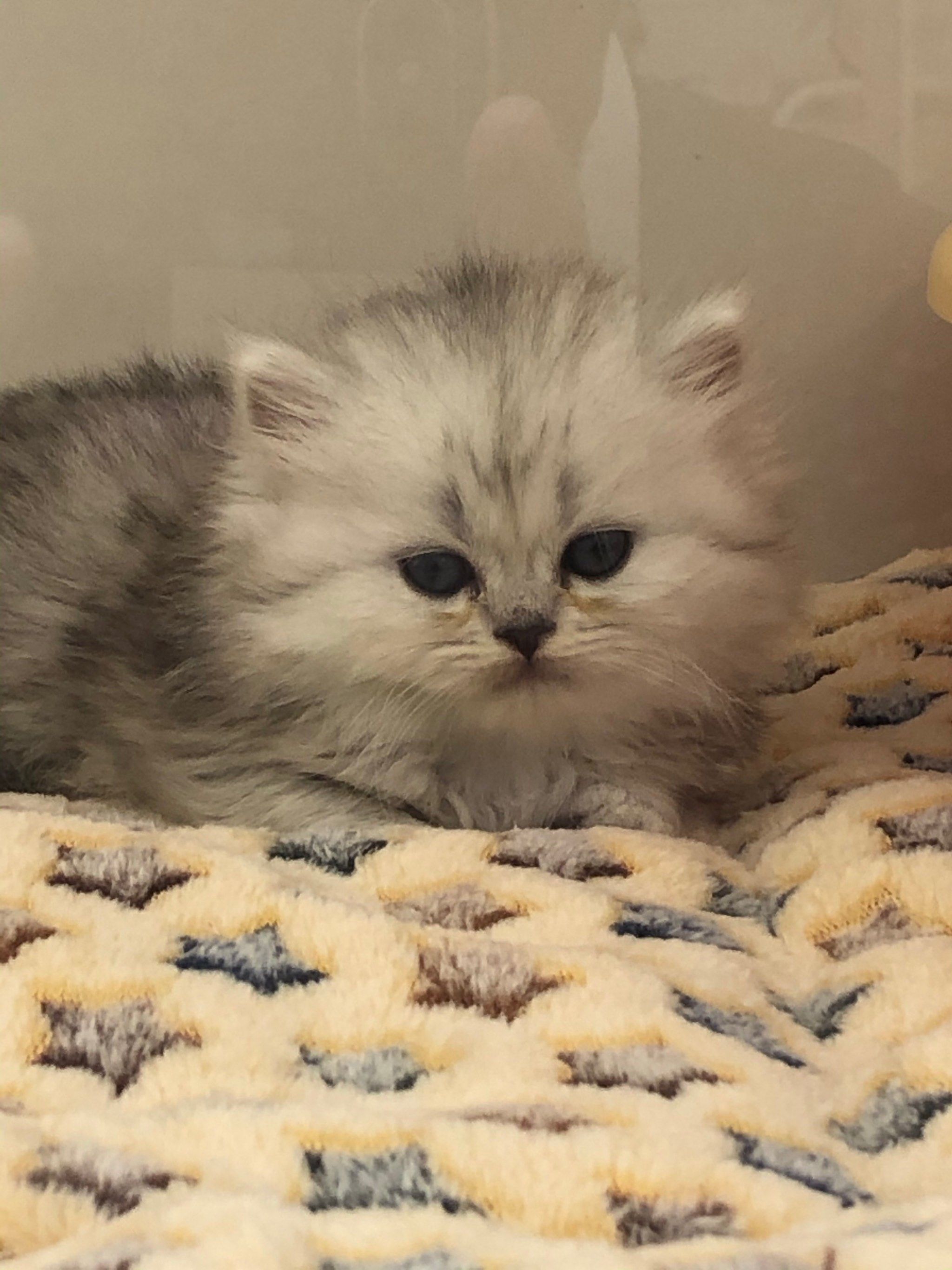 可爱长毛银渐层只要800小偿带回家!