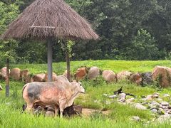 -北京野生动物园